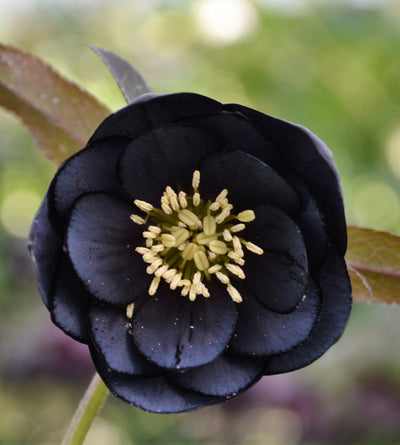 3 kpl Jouluruusu 'Black'