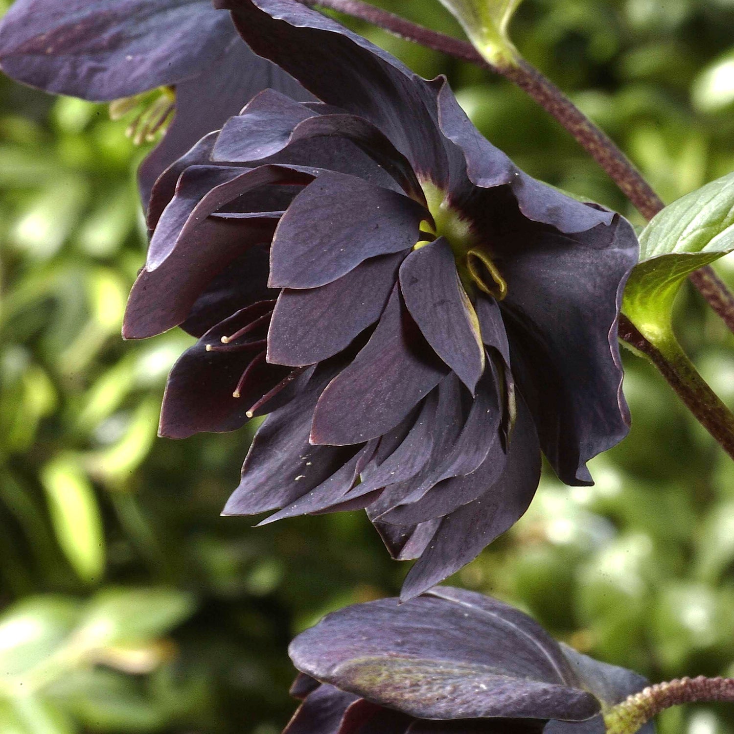 3 kpl Jouluruusu 'Black'
