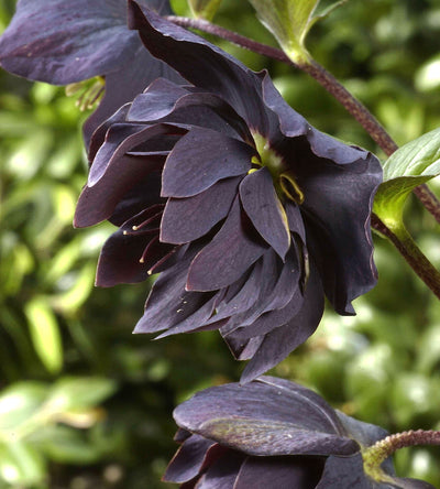 3 kpl Jouluruusu 'Black'