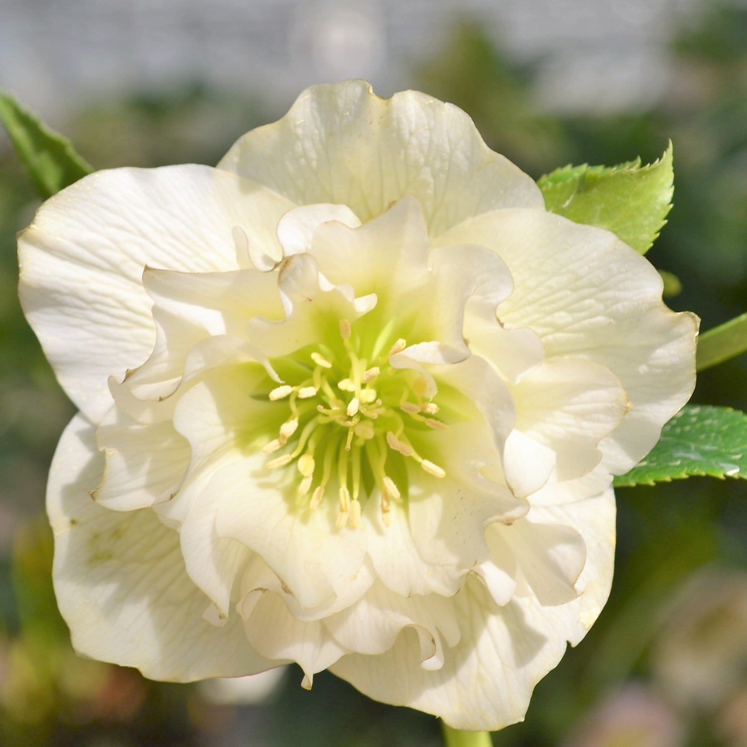 3 kpl Jouluruusu 'White'