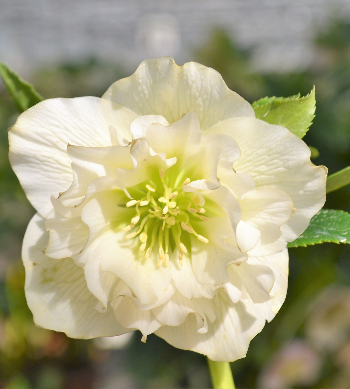 3 kpl Jouluruusu 'White'
