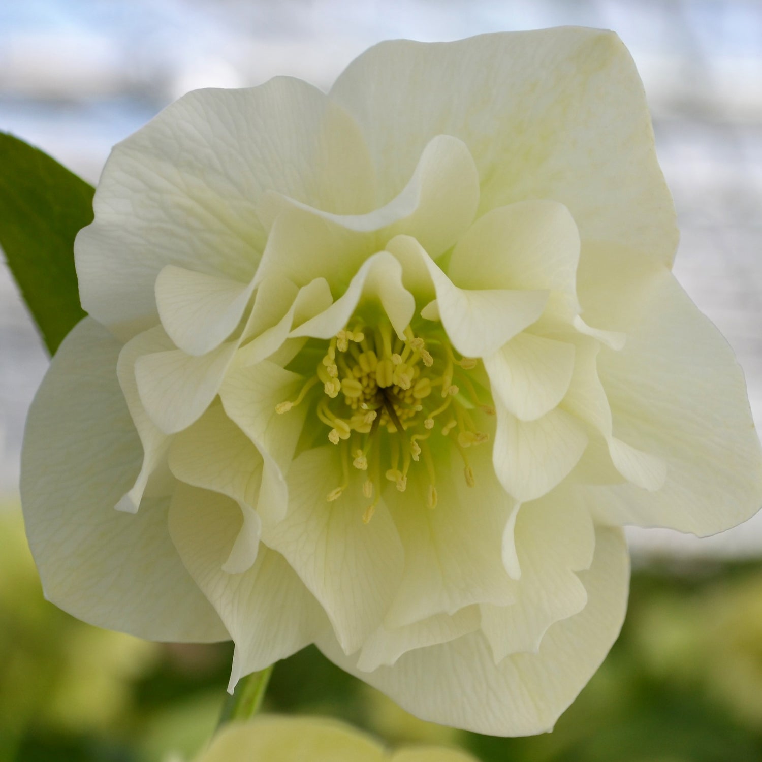 3 kpl Jouluruusu 'White'