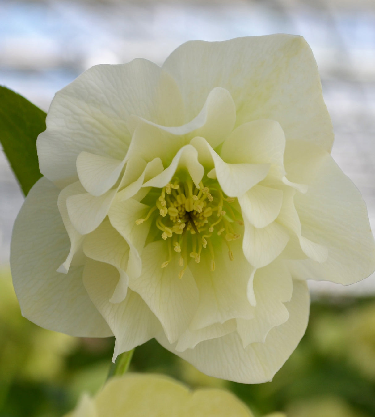 3 kpl Jouluruusu 'White'