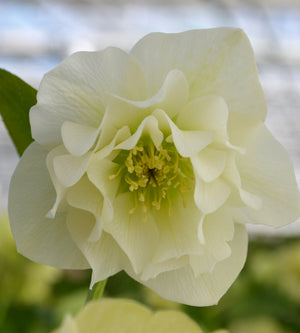 3 kpl Jouluruusu 'White'