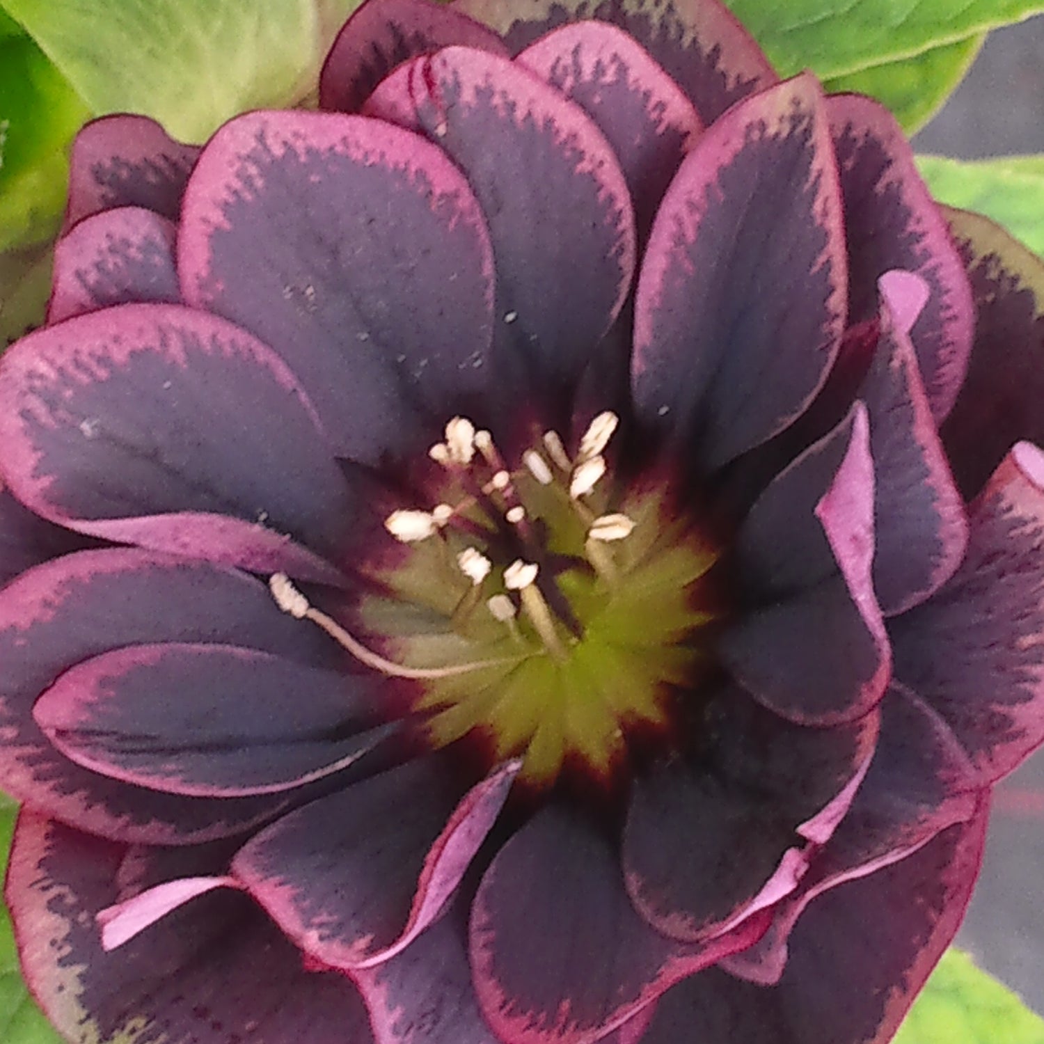 3 kpl Jouluruusu 'Dark Red'