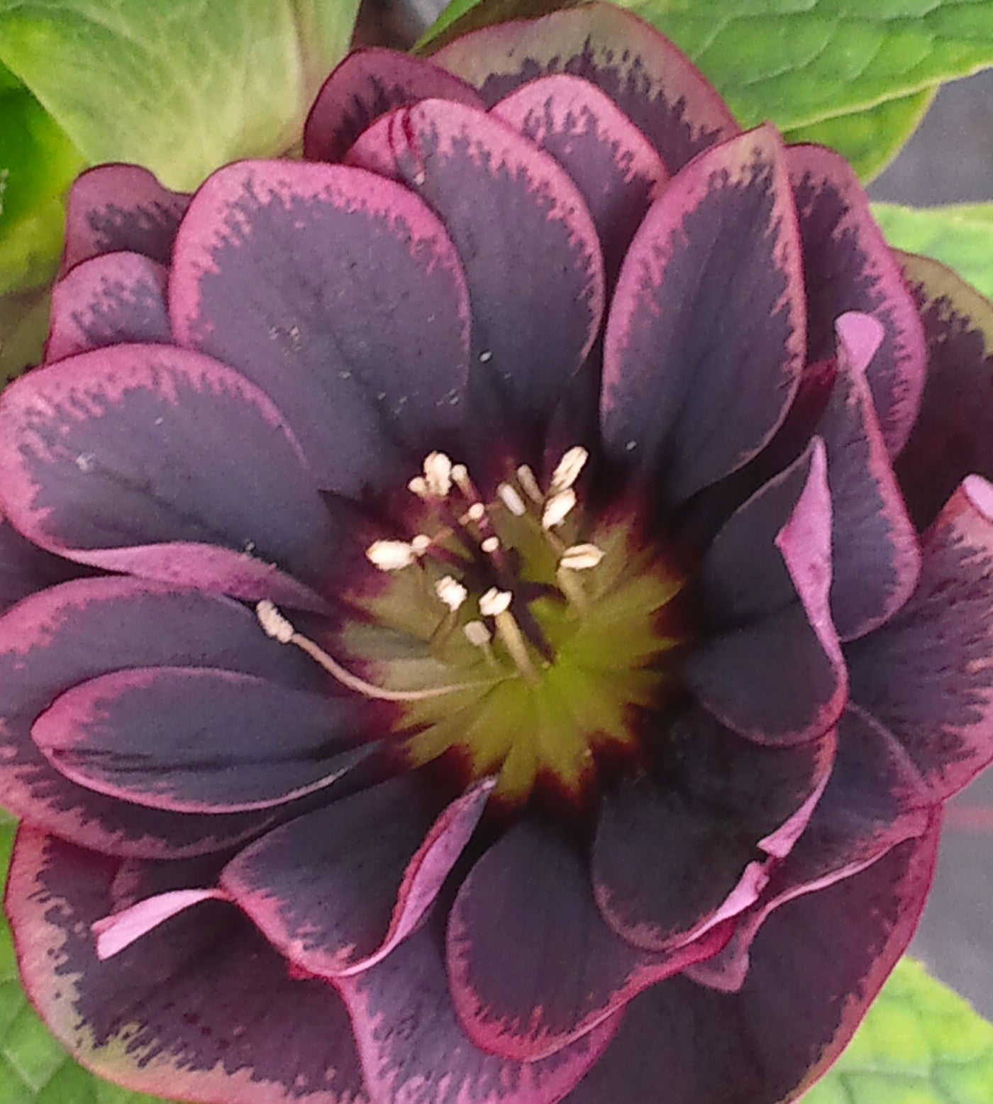 3 kpl Jouluruusu 'Dark Red'