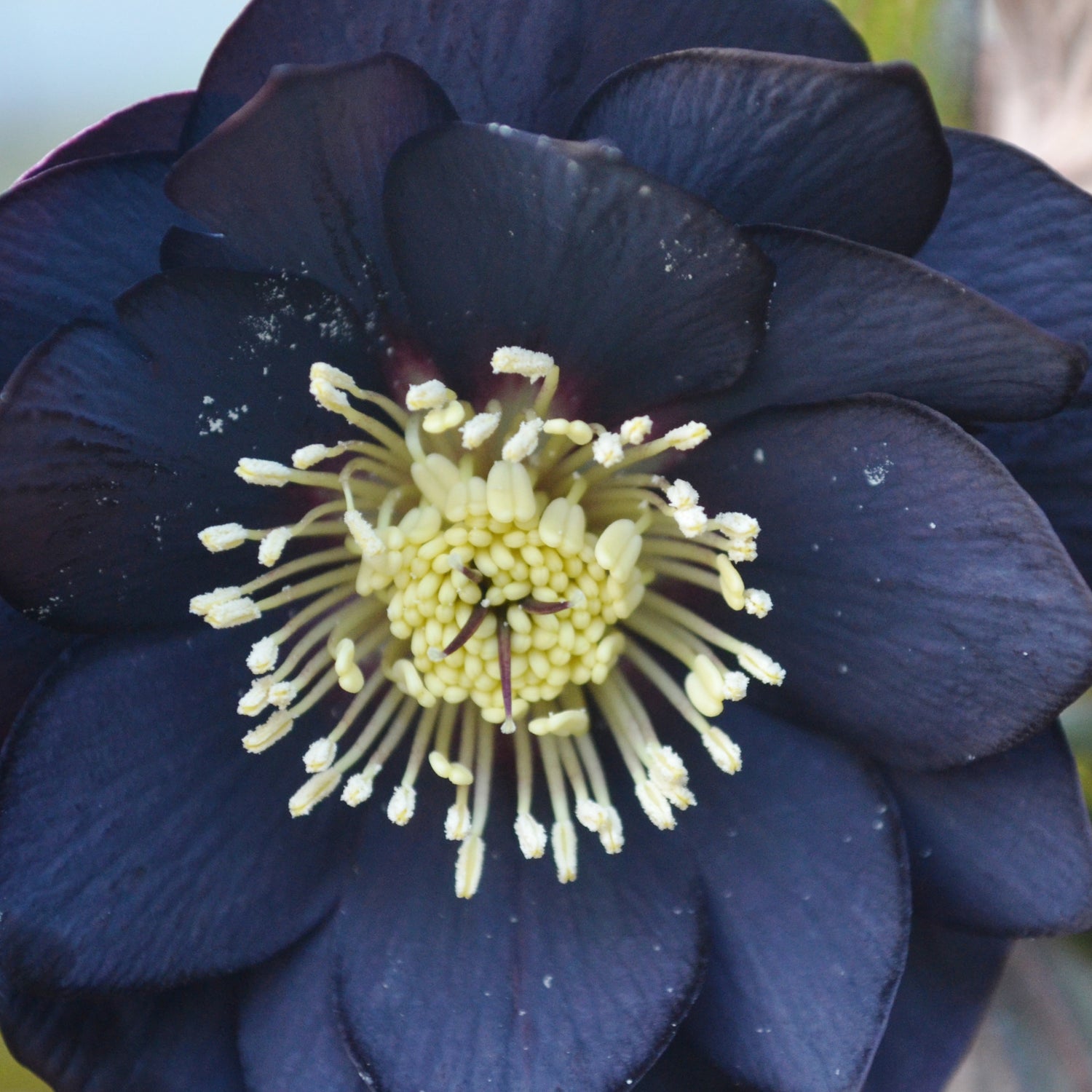 3 kpl Jouluruusu 'Black'