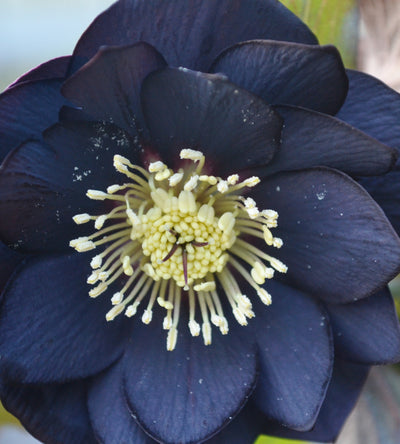 3 kpl Jouluruusu 'Black'