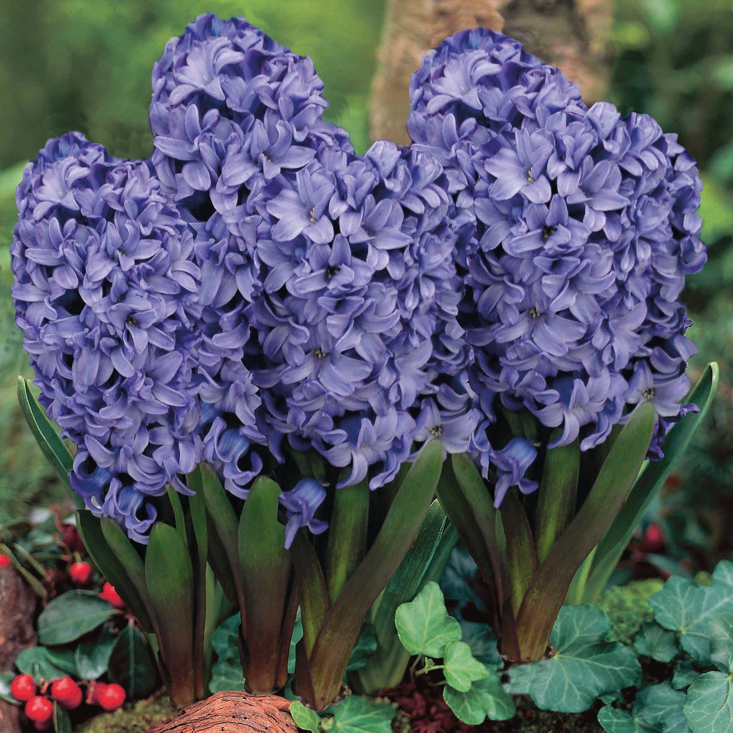 5 kpl Hyasintti ’Rembrandt’
