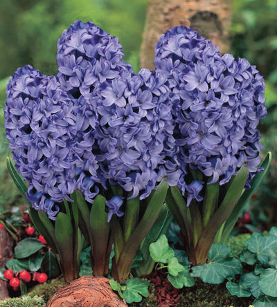 5 kpl Hyasintti ’Rembrandt’