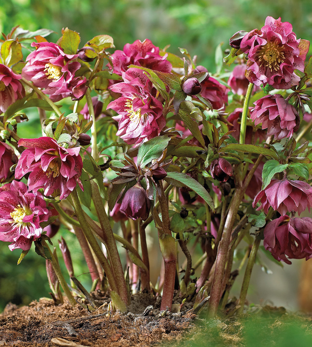 3 kpl Jouluruusu 'Double Red'