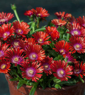 3 kpl Piikkipäivikki ’Sundella Red’