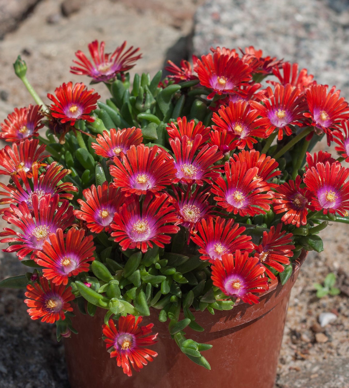 3 kpl Piikkipäivikki ’Sundella Red’