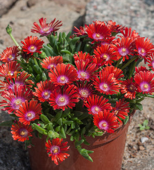3 kpl Piikkipäivikki ’Sundella Red’