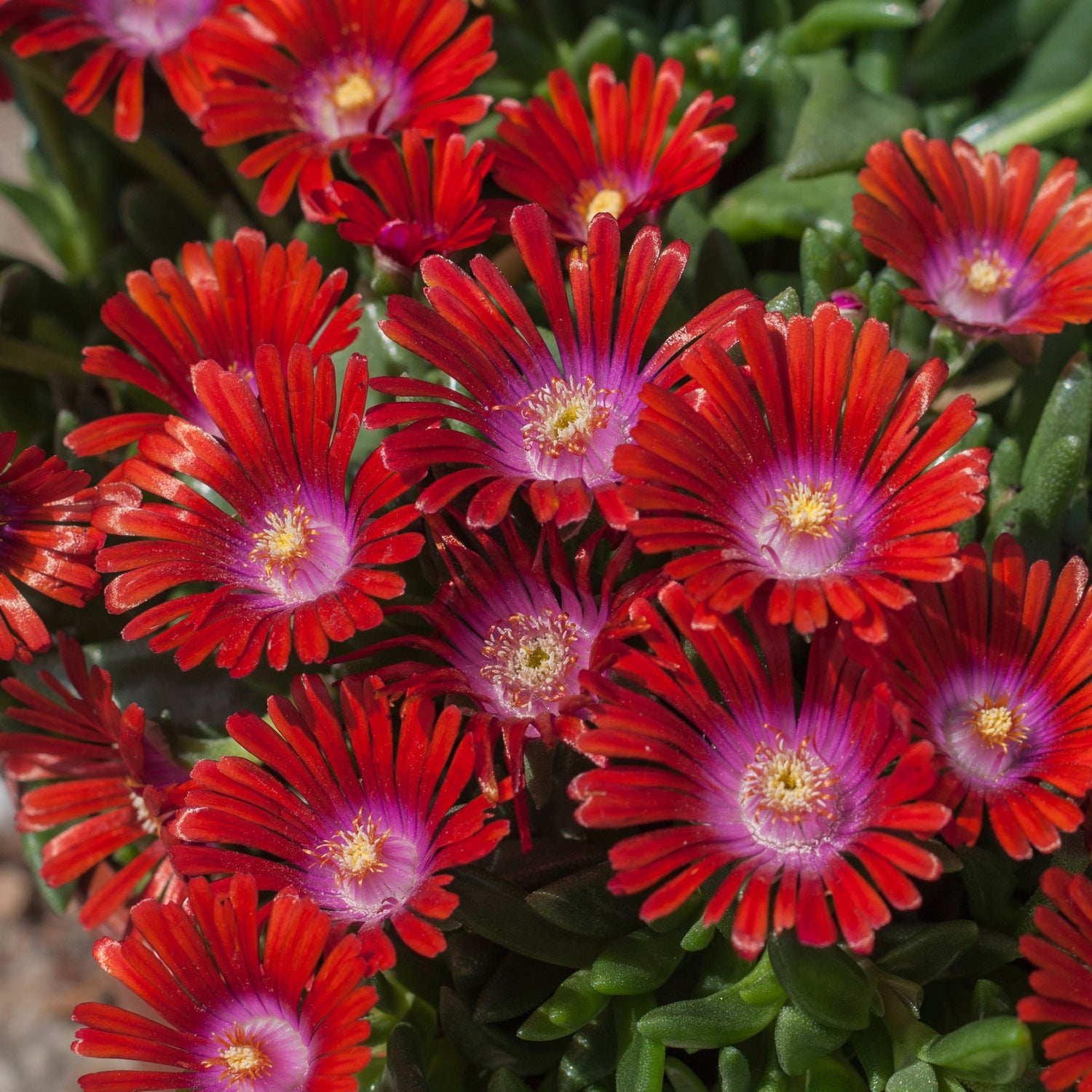 3 kpl Piikkipäivikki ’Sundella Red’