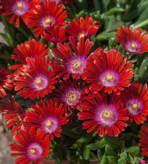 3 kpl Piikkipäivikki ’Sundella Red’