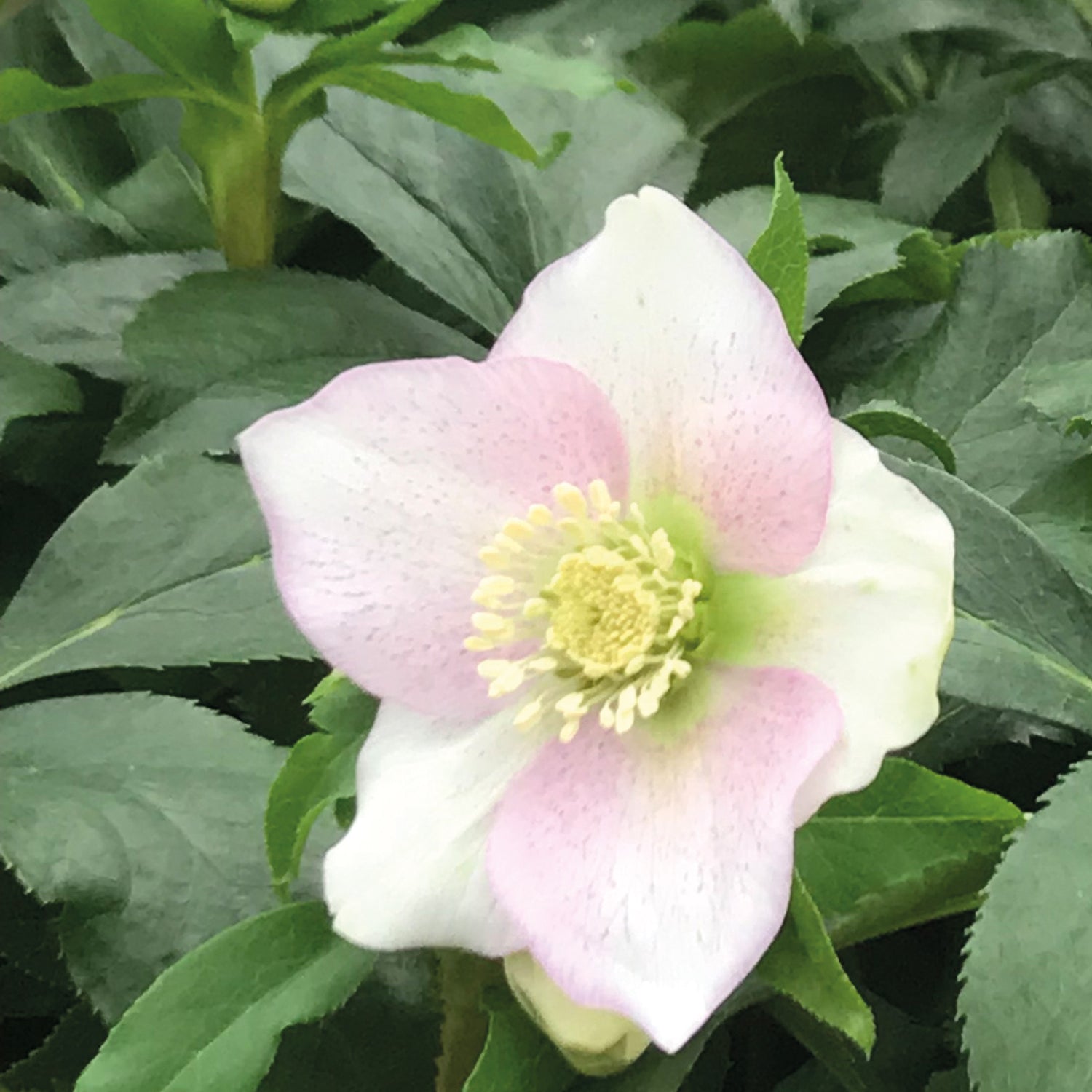 3 kpl Jouluruusu 'Rosa'