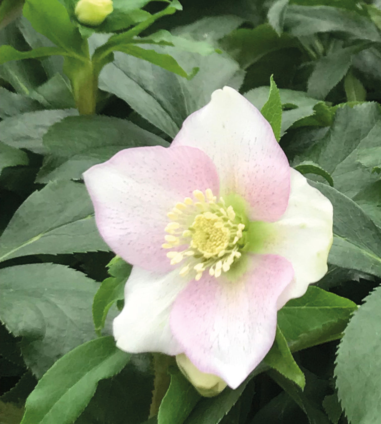 3 kpl Jouluruusu 'Rosa'