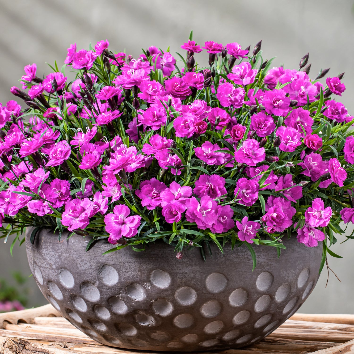 5 kpl Neilikka ’Pink PomPom’
