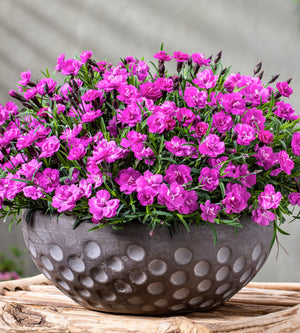 5 kpl Neilikka ’Pink PomPom’
