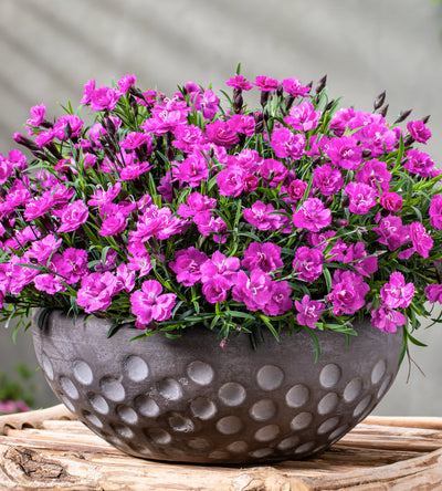 5 kpl Neilikka ’Pink PomPom’