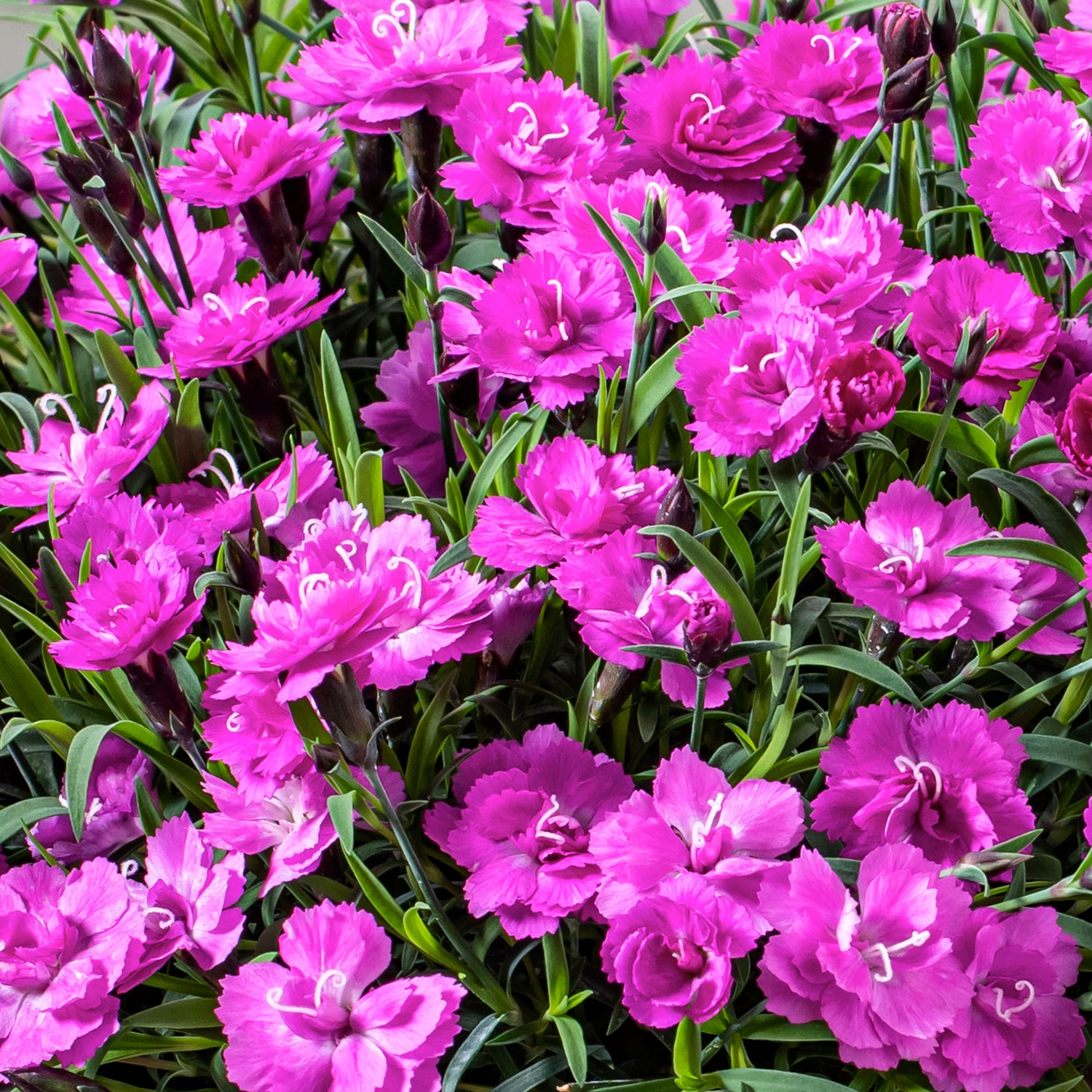 5 kpl Neilikka ’Pink PomPom’