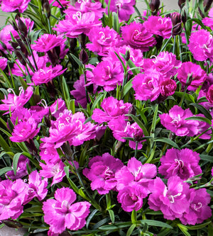 5 kpl Neilikka ’Pink PomPom’