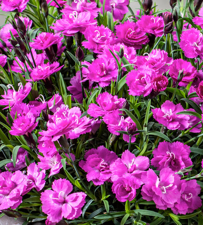 5 kpl Neilikka ’Pink PomPom’