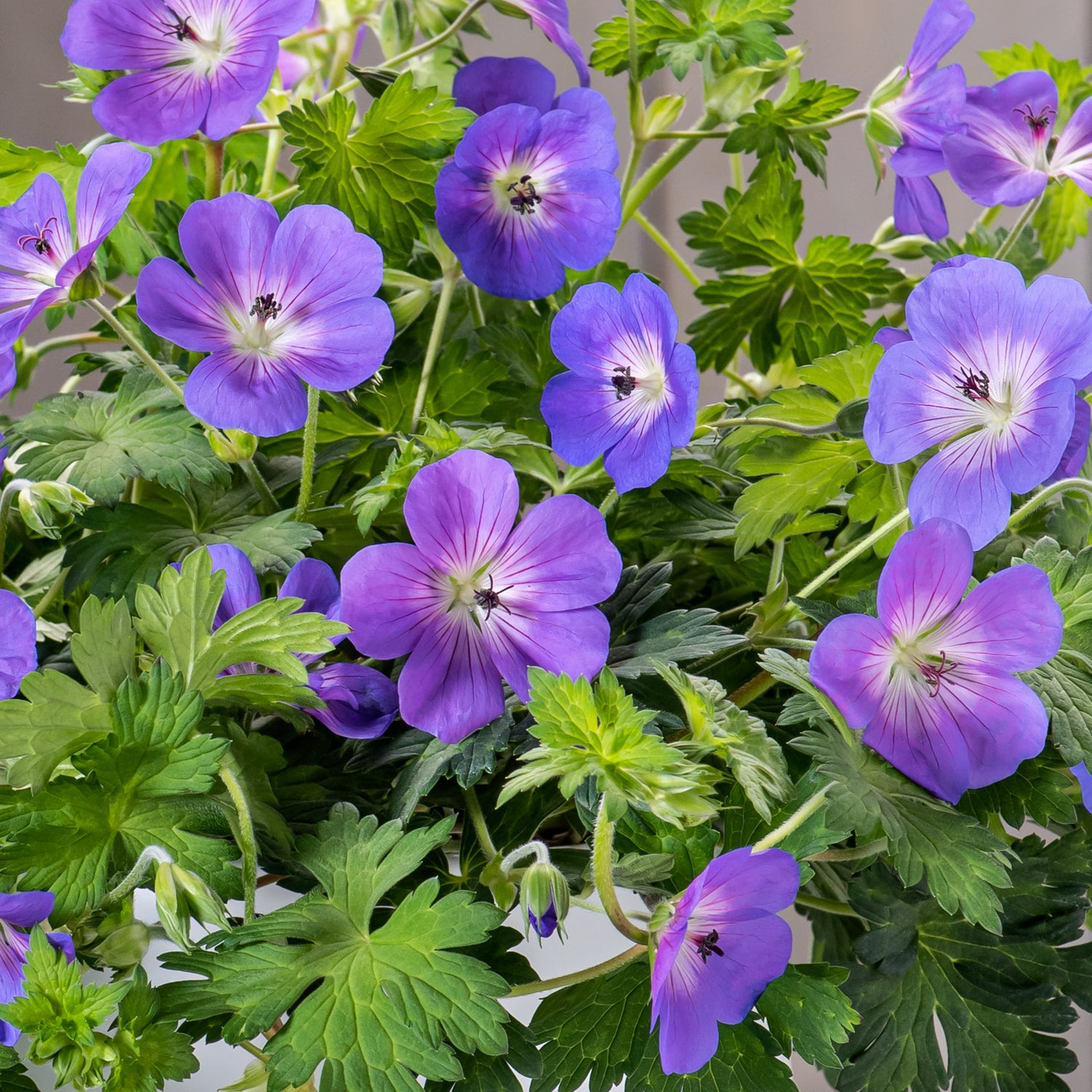 3 kpl Himalajankurjenpolvi ’Bloom Me Away’