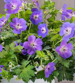 3 kpl Himalajankurjenpolvi ’Bloom Me Away’