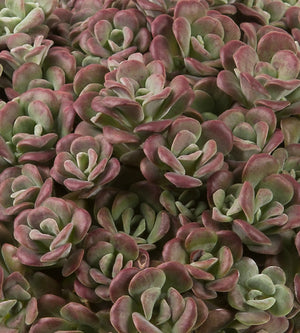 4 kpl Lusikkamaksaruoho ’Purpureum’