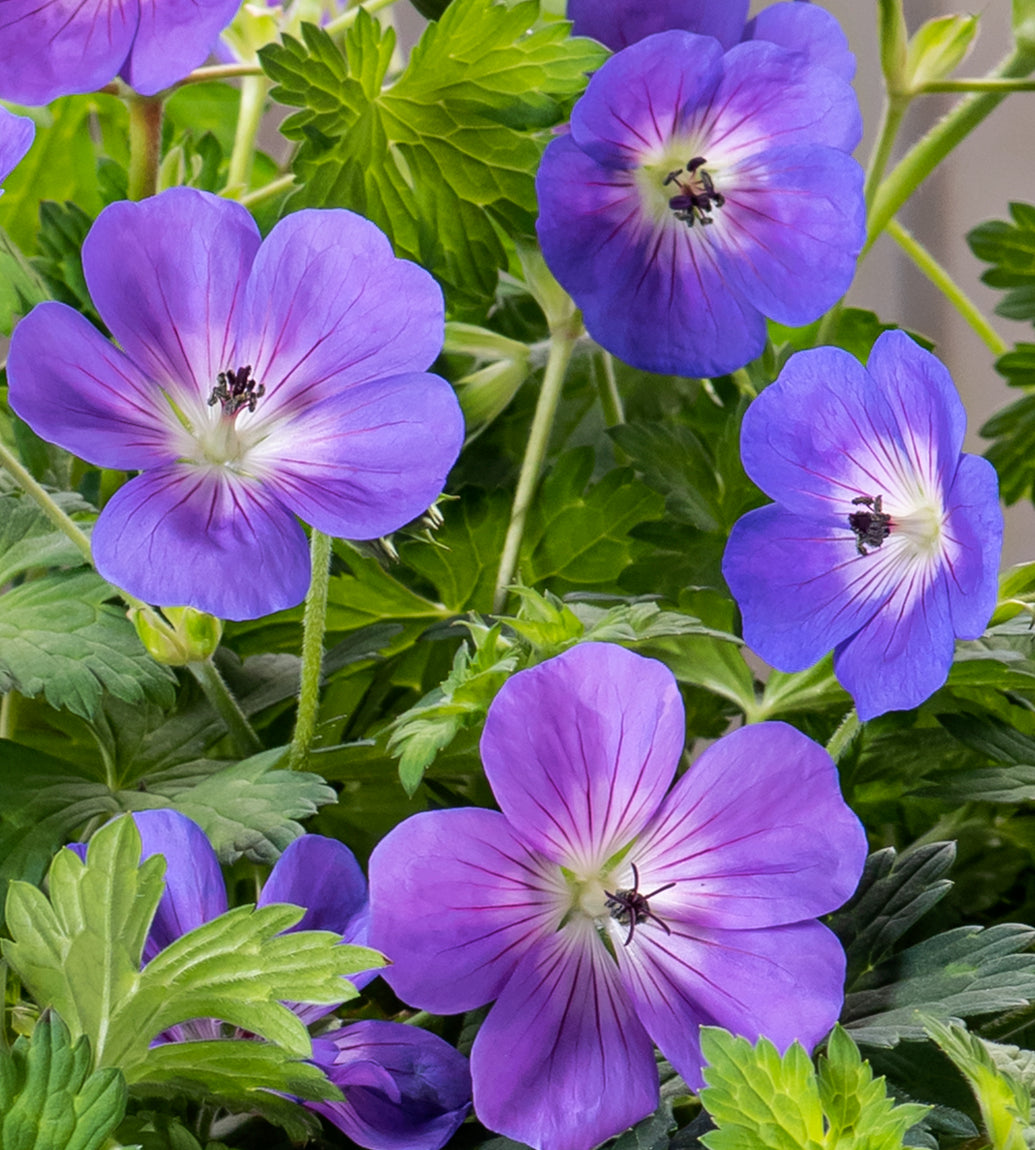 3 kpl Himalajankurjenpolvi ’Bloom Me Away’