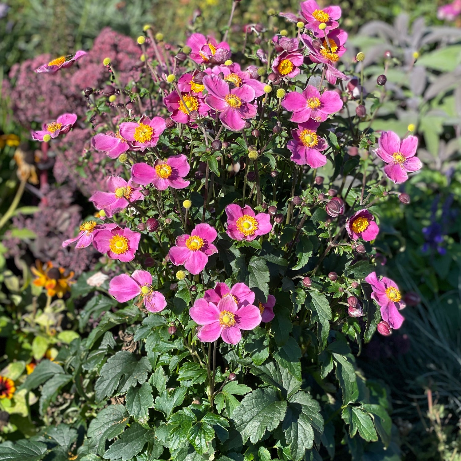 3 kpl Syysvuokko ’Emmy Deep Rose’