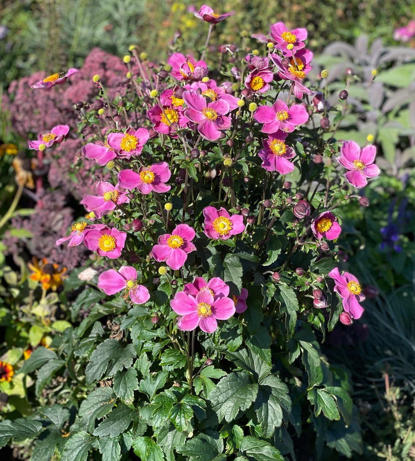 3 kpl Syysvuokko ’Emmy Deep Rose’