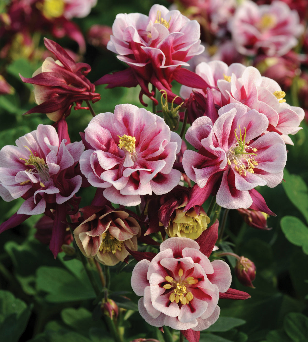 6 kpl Akileija 'Winky Double Red & White'