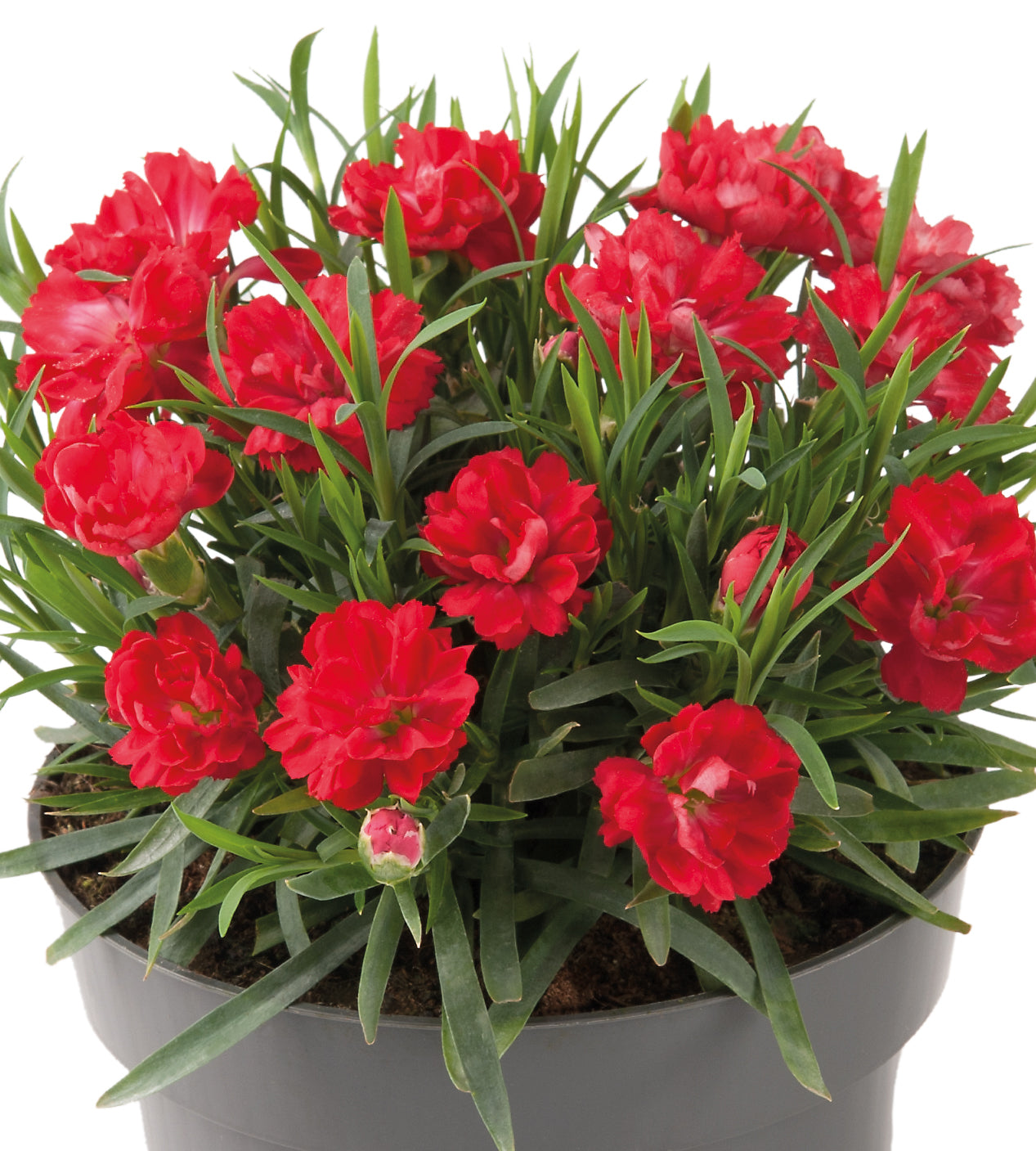 5 kpl Neilikka 'Code Red'