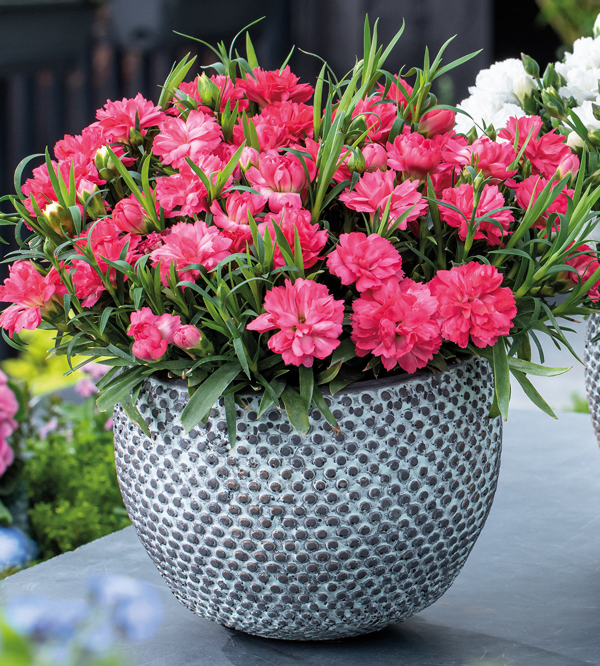 5 kpl Neilikka 'Code Salmon'