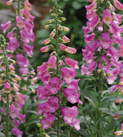 5 kpl Sormustinkukka 'Pink Panther'