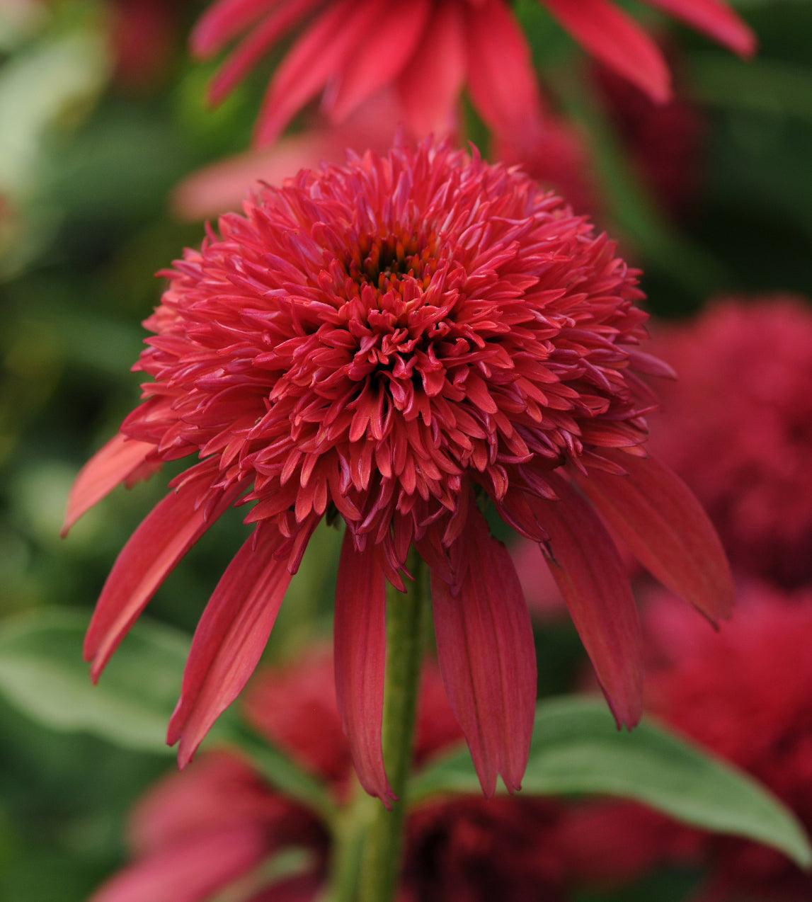 3 kpl Punahattu ’Double Cranberry’