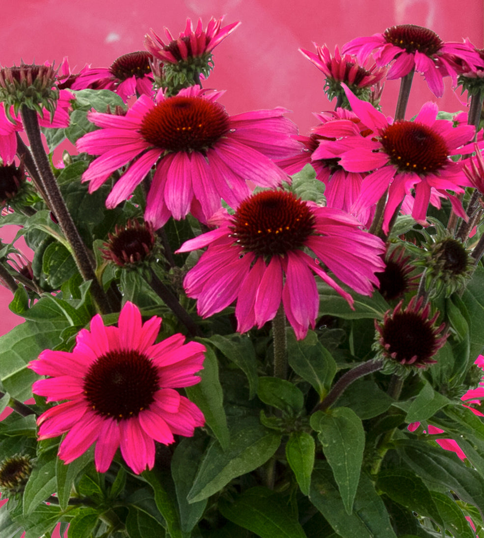 3 kpl Punahattu ’Rose’