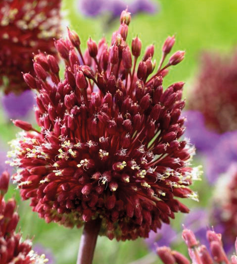 9 kpl Laukka Red Mohican