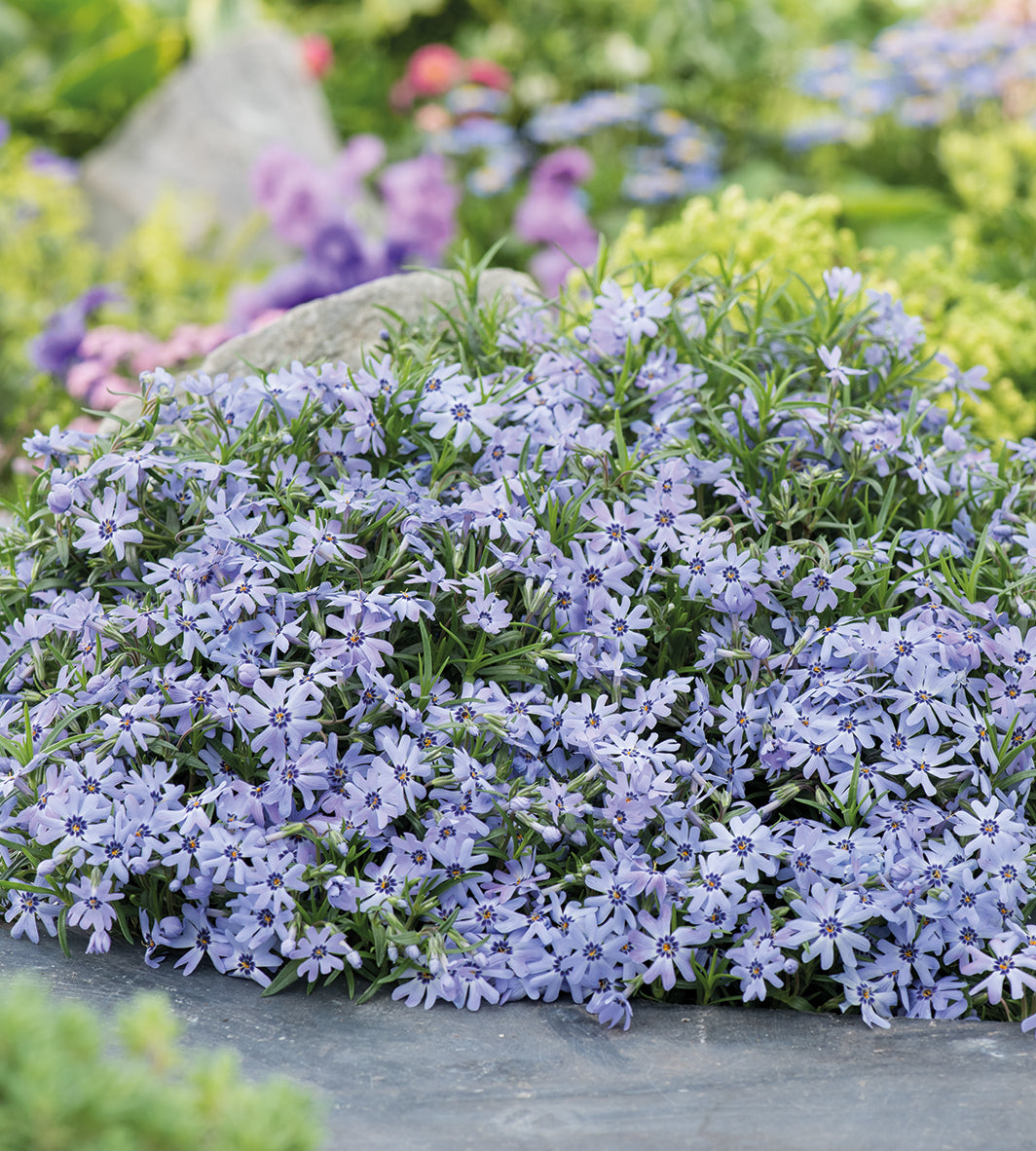 10 kpl Sammalleimu 'Fabulous Blue'