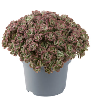 4 kpl Lusikkamaksaruoho ’Purpureum’