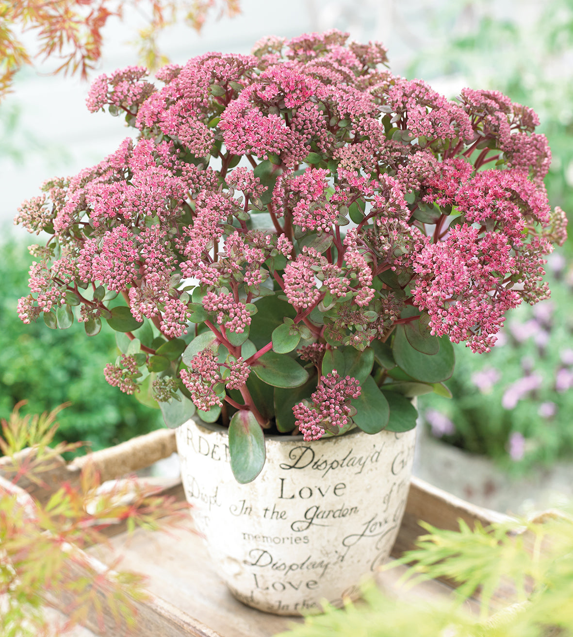 4 kpl Isomaksaruoho 'Green Pink'