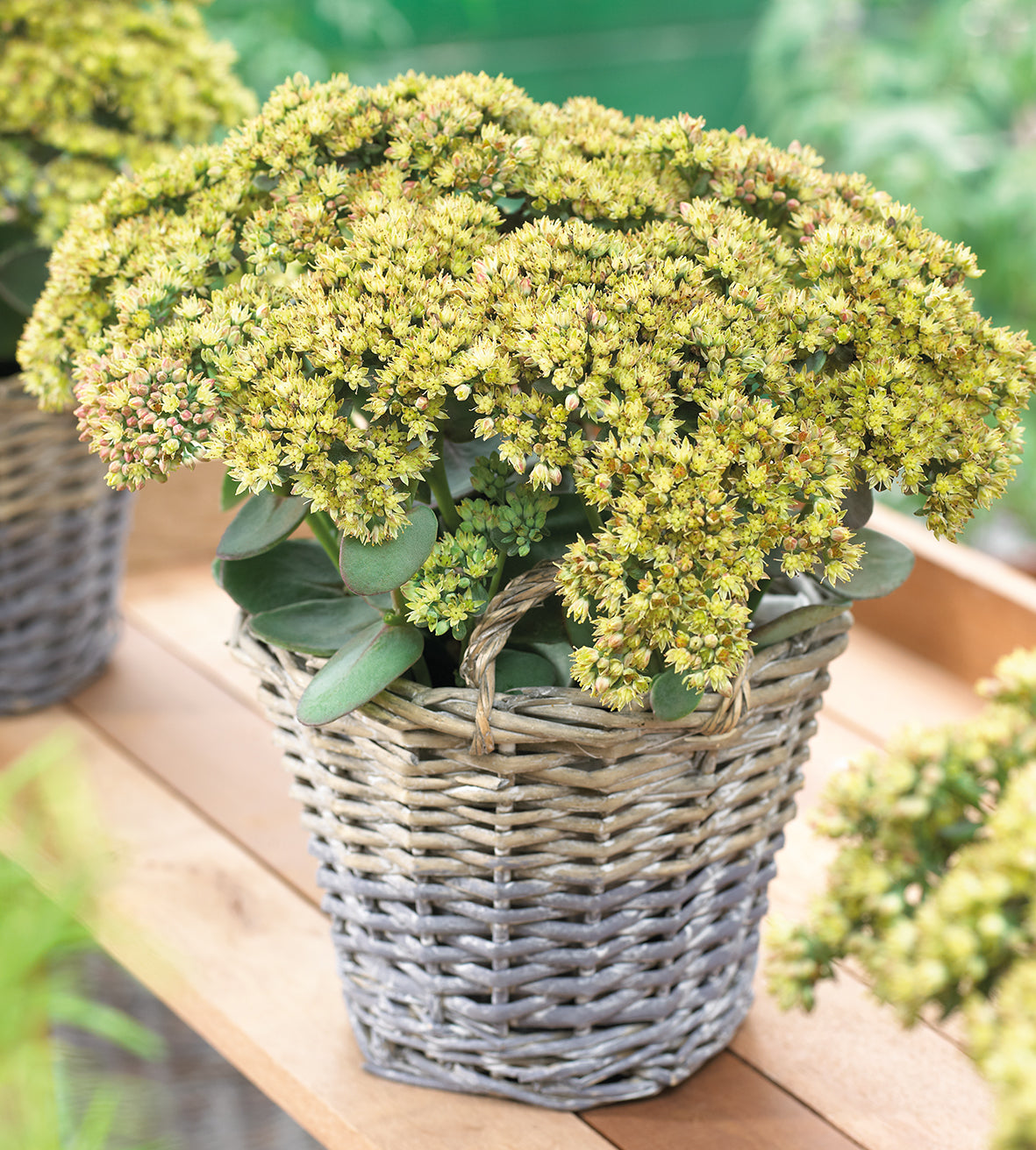4 kpl Isomaksaruoho 'Green Yellow'