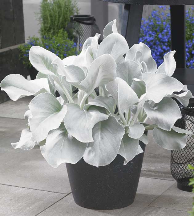 3 kpl Villakko ’Angel Wings’