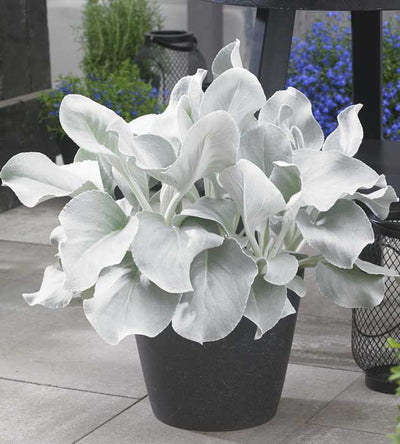 1 kpl Villakko ’Angel Wings’