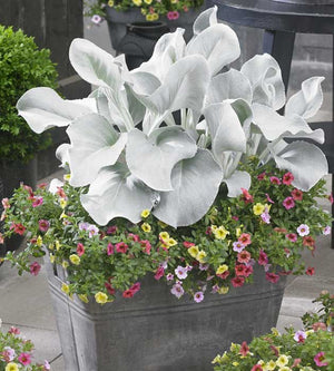 1 kpl Villakko ’Angel Wings’