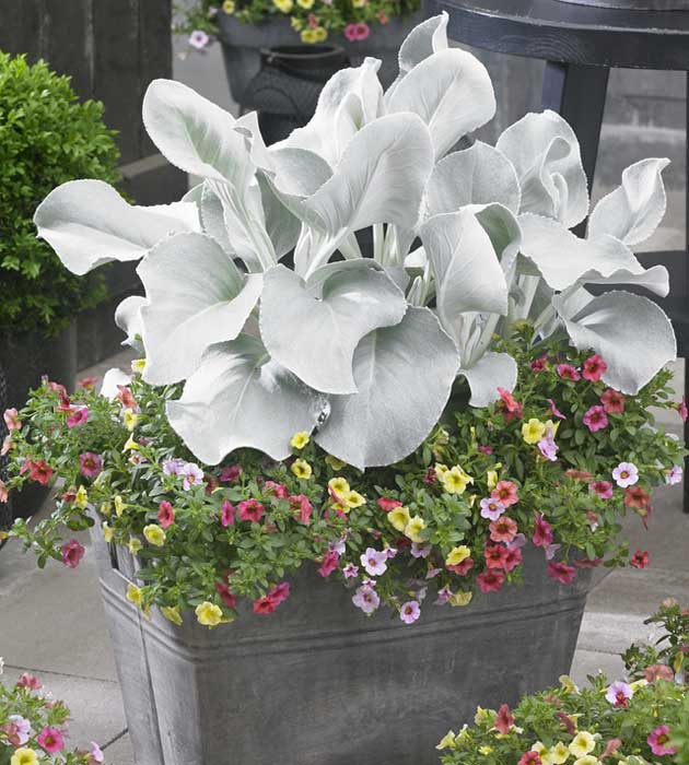 3 kpl Villakko ’Angel Wings’