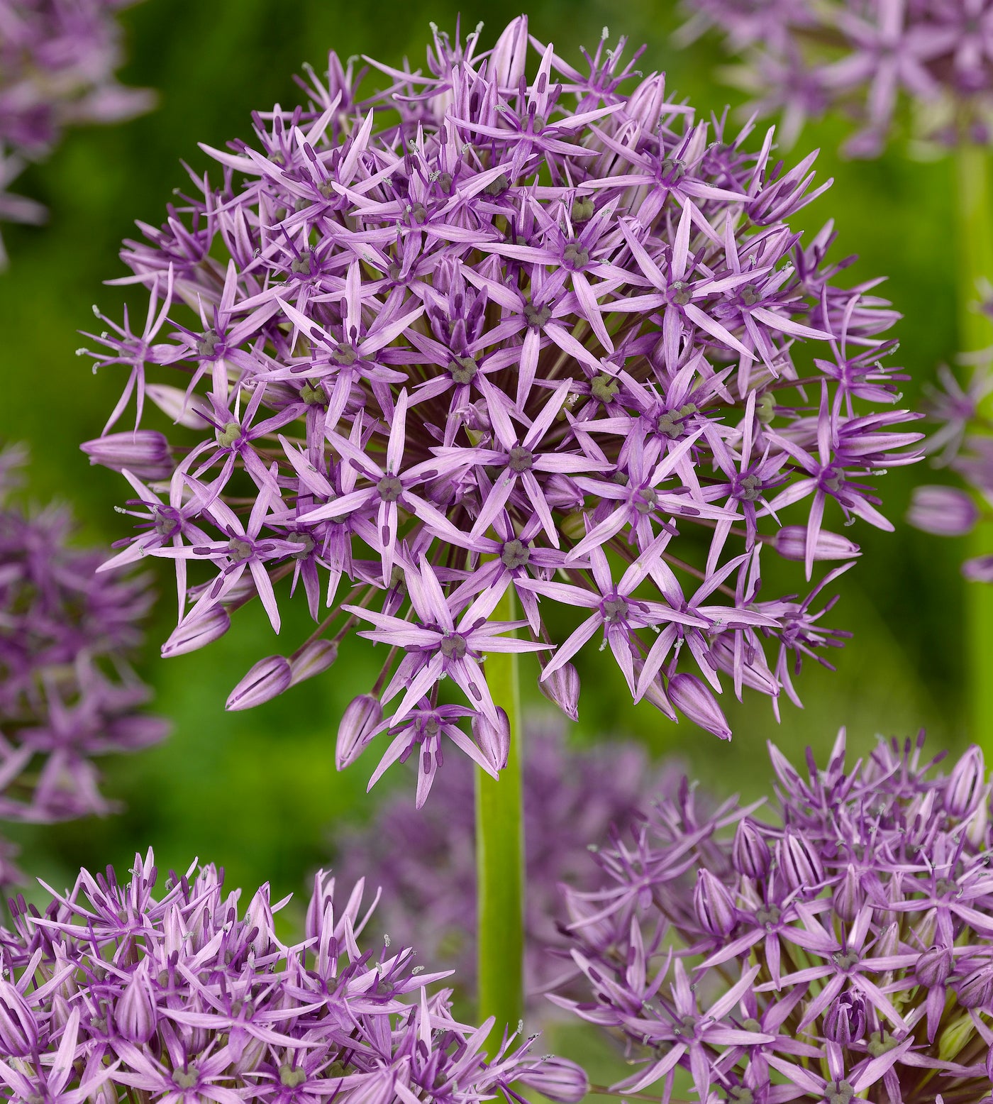 10 kpl Sorjalaukka Violet Beauty